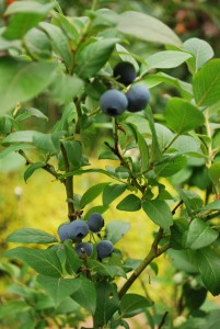 Amerikansk blåbärsbuske